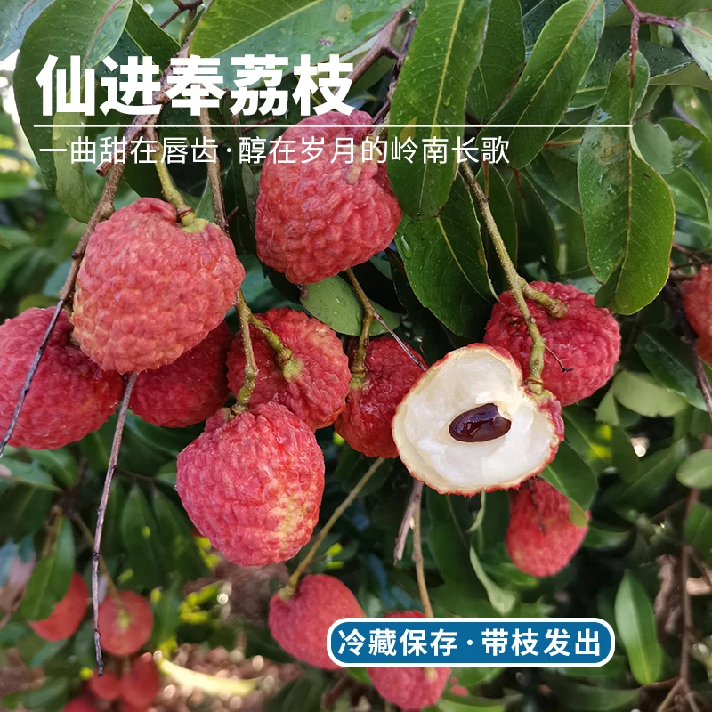 每天水果优选增城小进奉荔枝界明星清甜肉厚应季当季时令新鲜