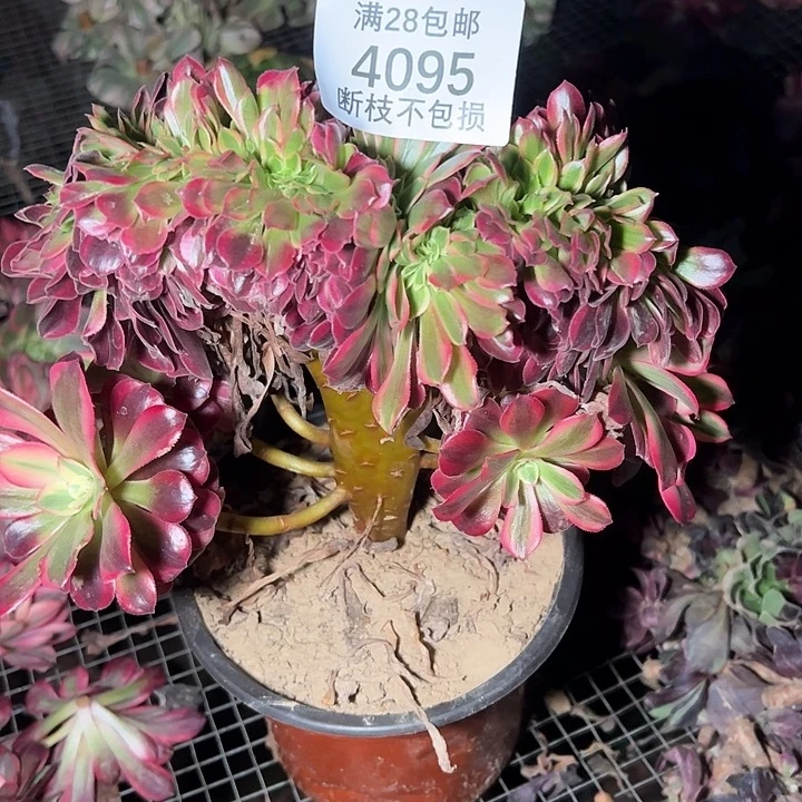 4095断枝不包美杜莎缀