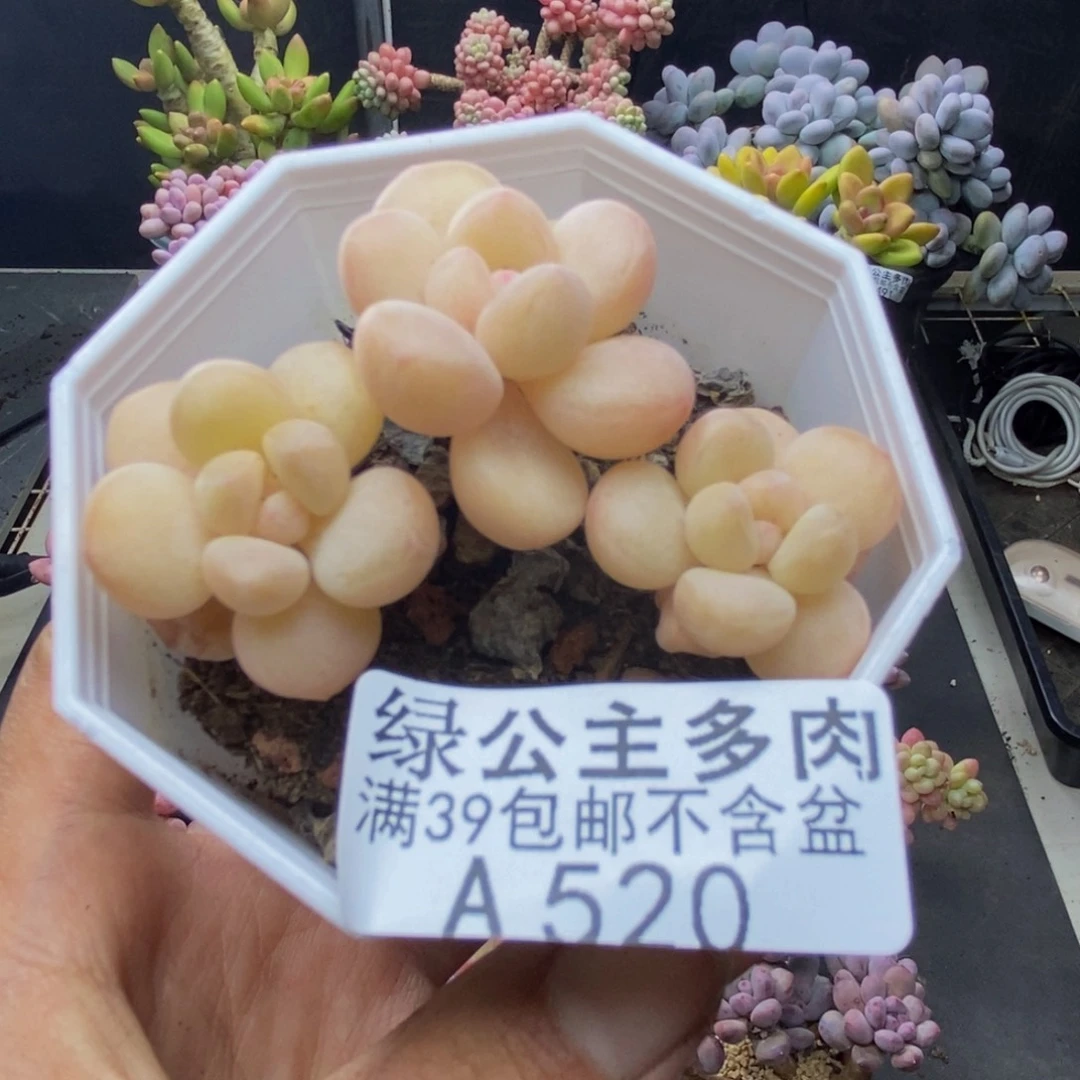 530萤火虫多肉4c m