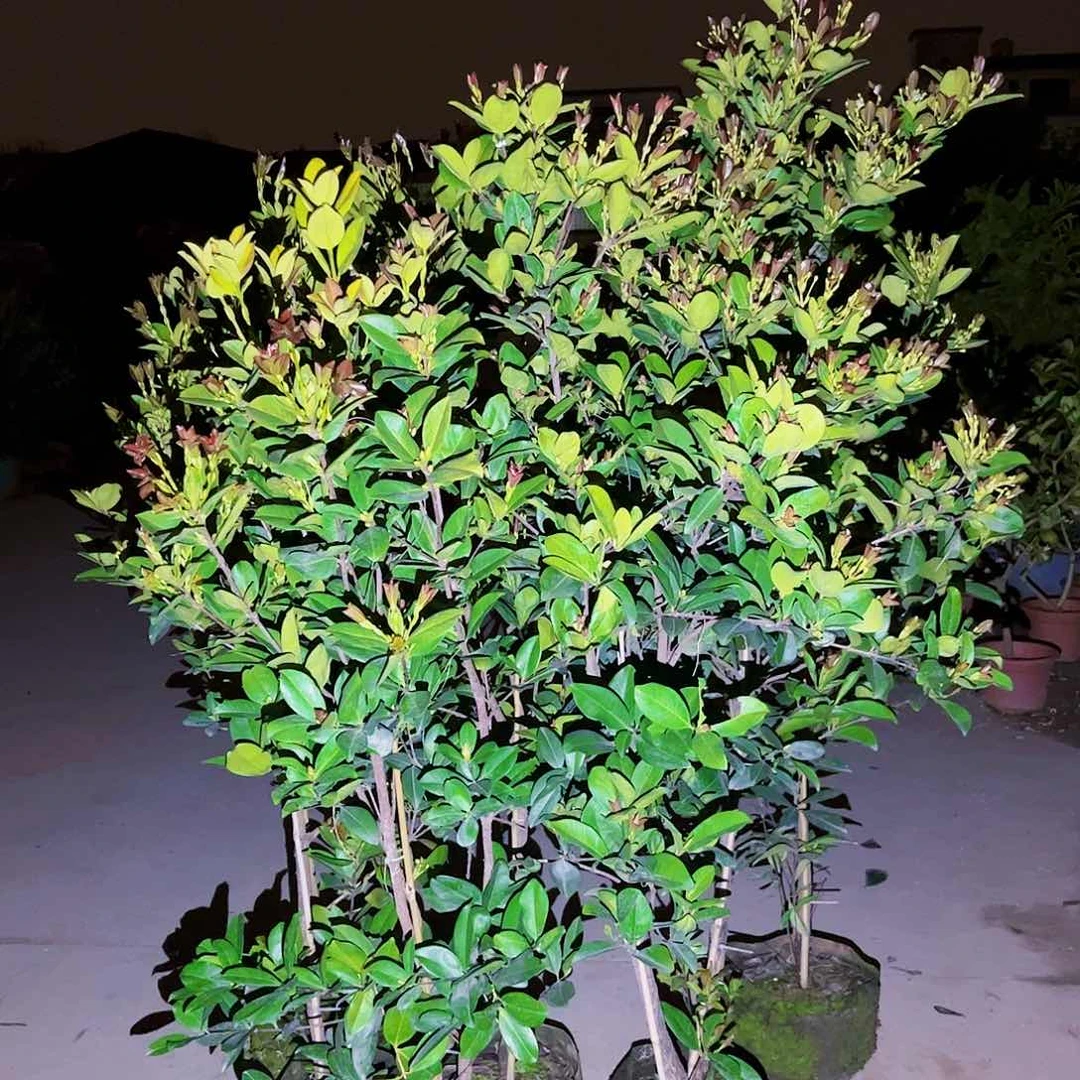 特**猪果苗。果苗。果苗6666