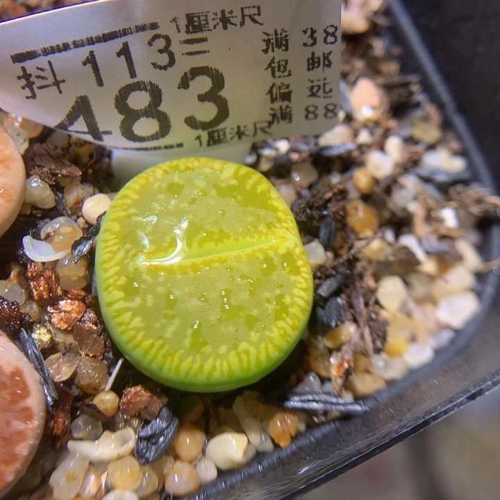 精品生石花113.483