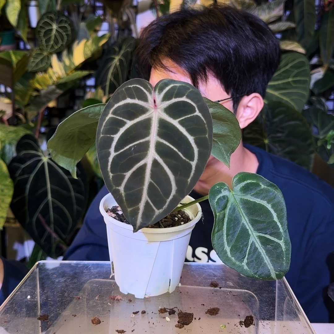 完全开放V187 黑贝斯杂华丽银