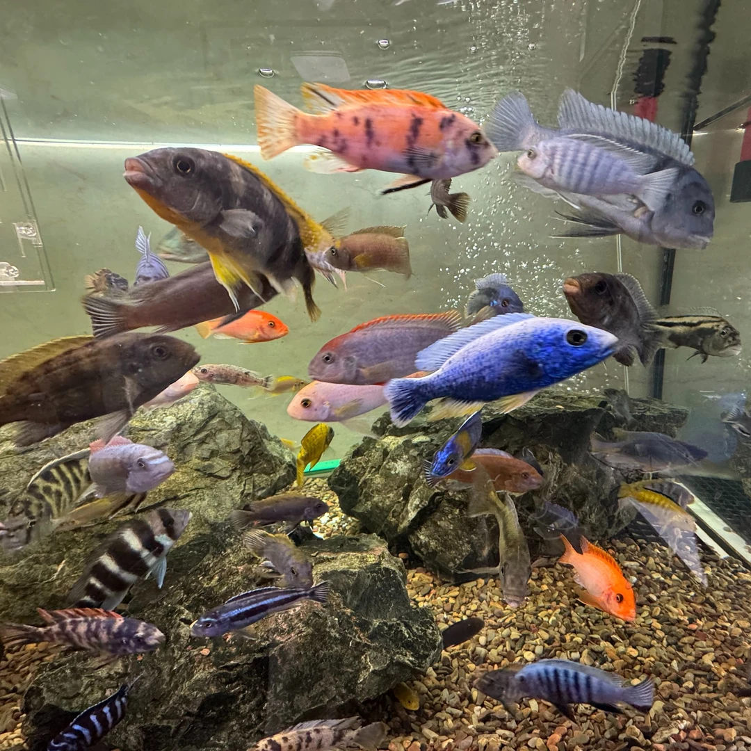 YKL 专用链接 三湖慈鲷淡水观赏鱼 野生那坎   超级橙小丑