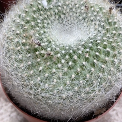 白雪光仙人球10米仙人球