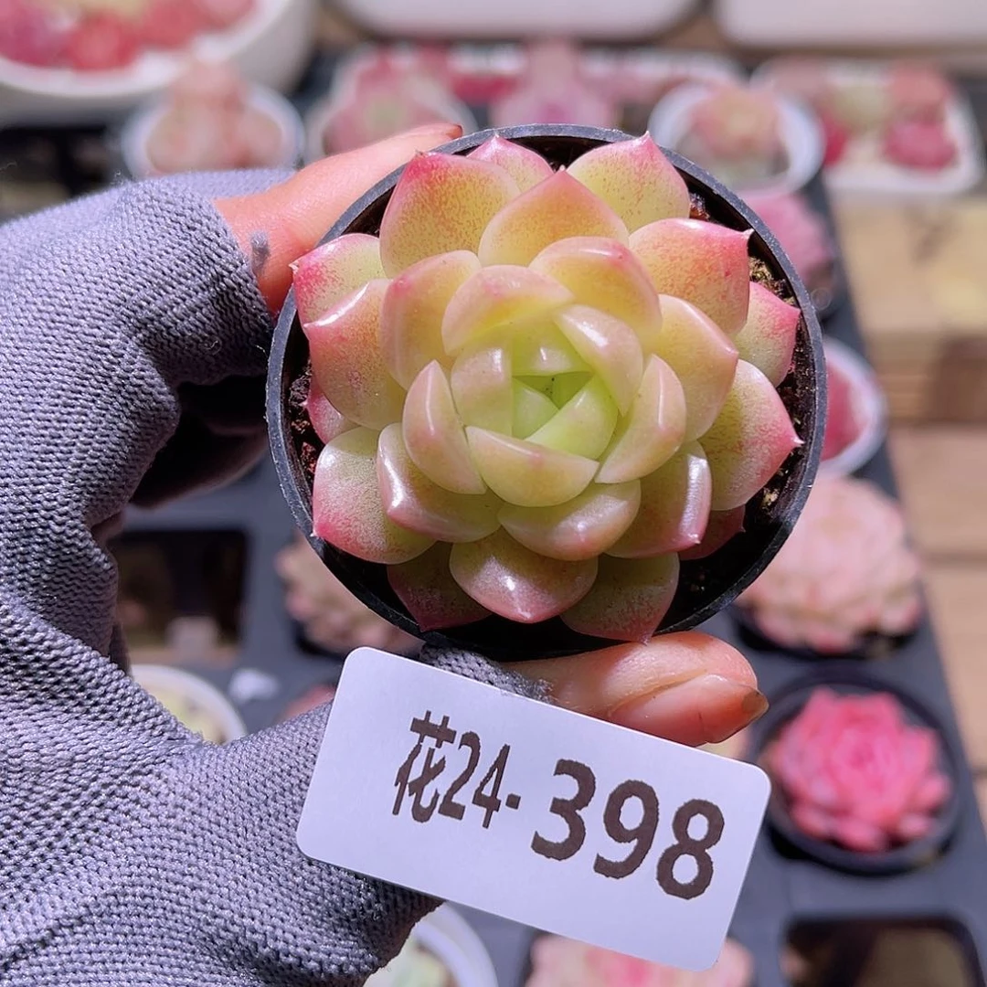 花24-398新麦秆单头