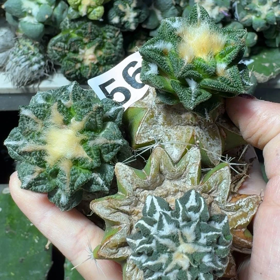 【闪购商品】无花朵福利三颗牡丹564