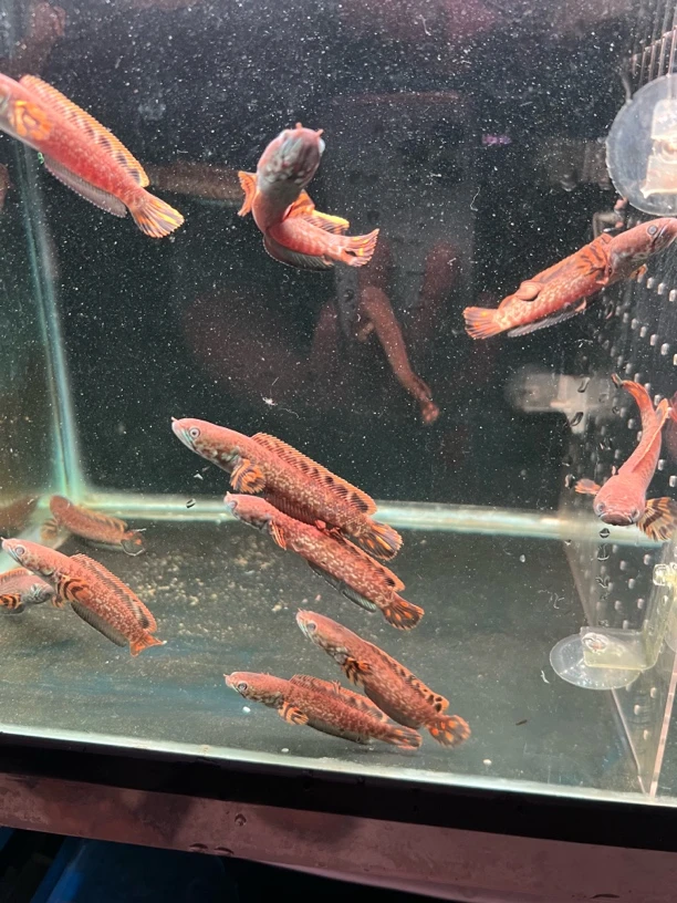 巧克力雷龙鱼尺寸8-10公分