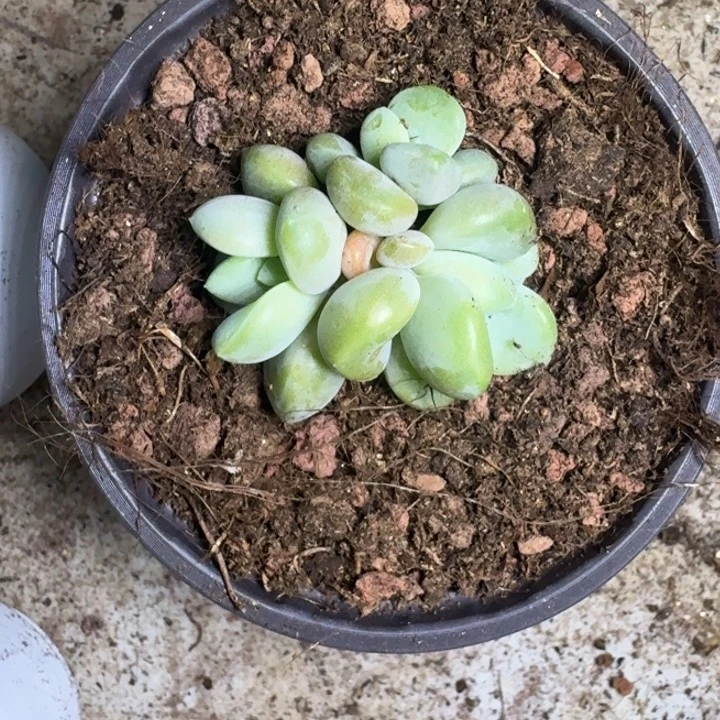 芒果冰 3头 一物一拍