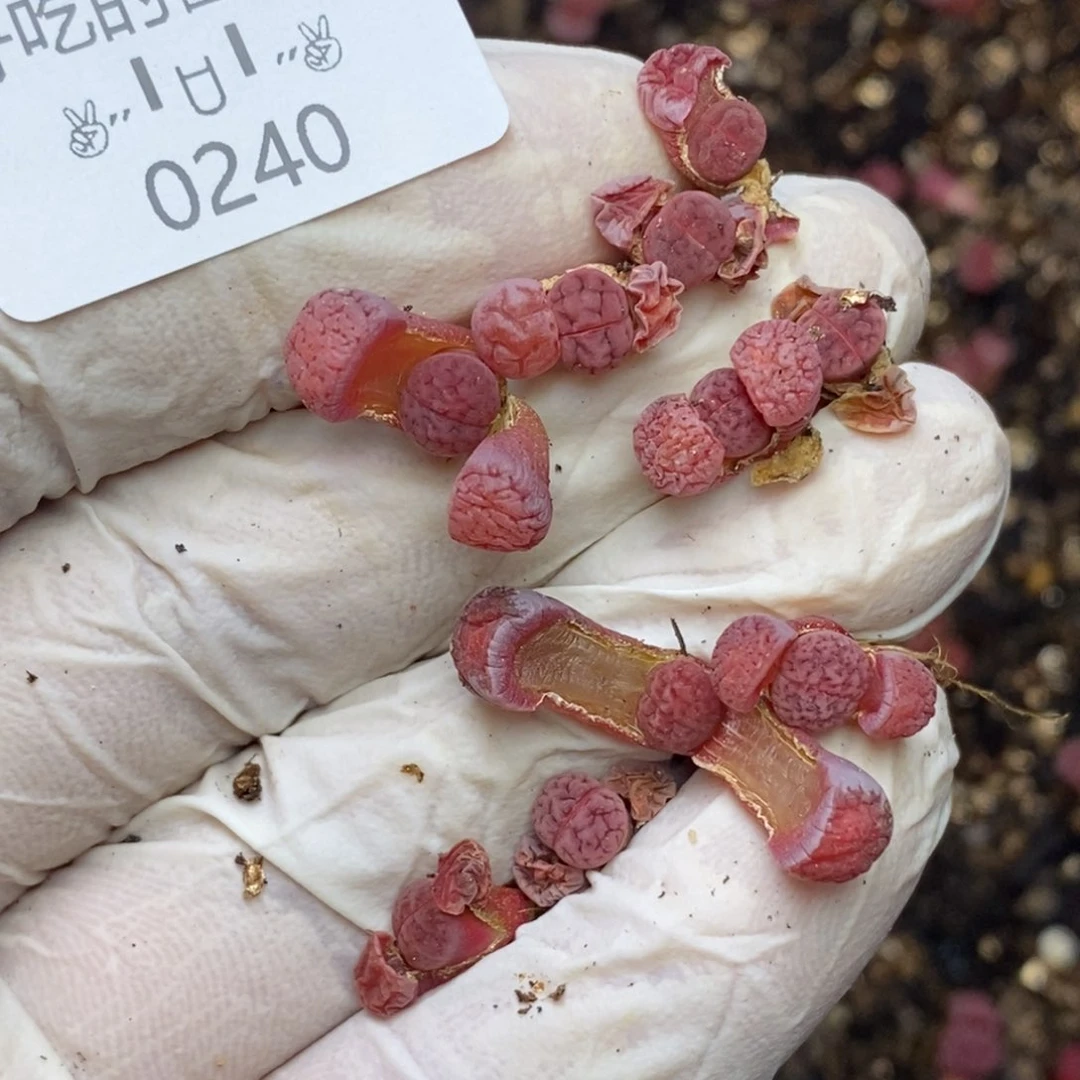 0240。零下拍保温。特价