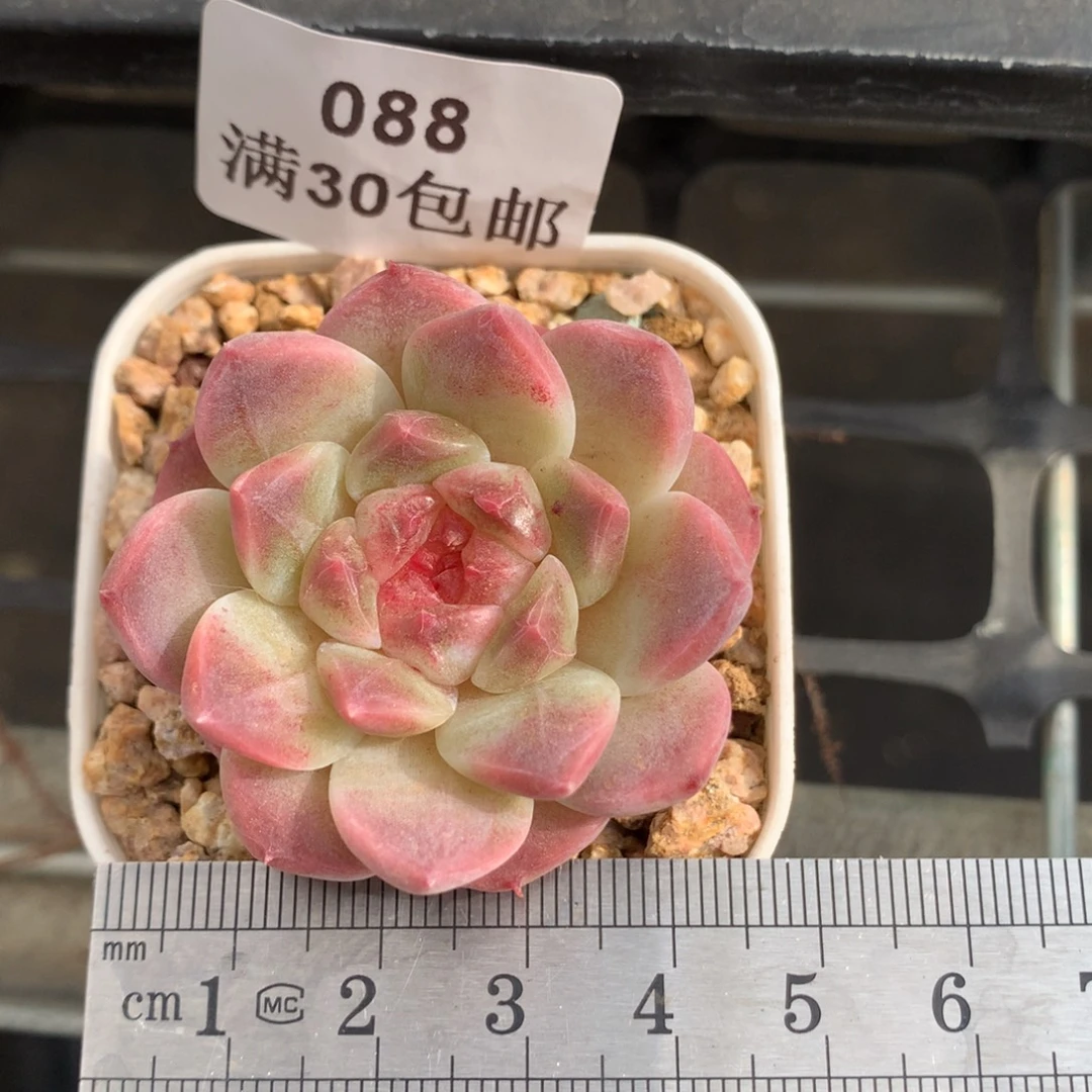 88。石榴芯秘境冰魄。