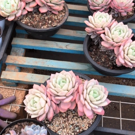 老桩恋曲3头无砍全状态