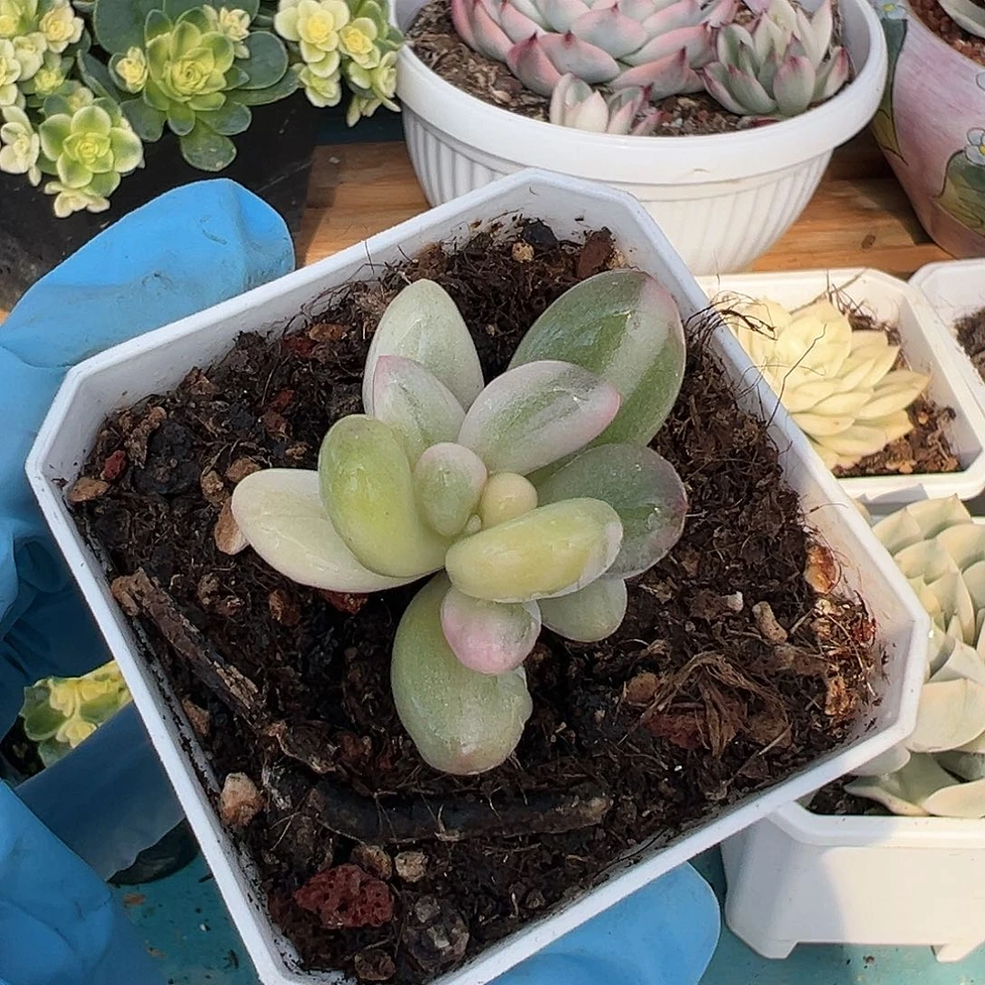 奶酪锦，多肉植物