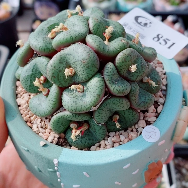 生石花花花花花花851