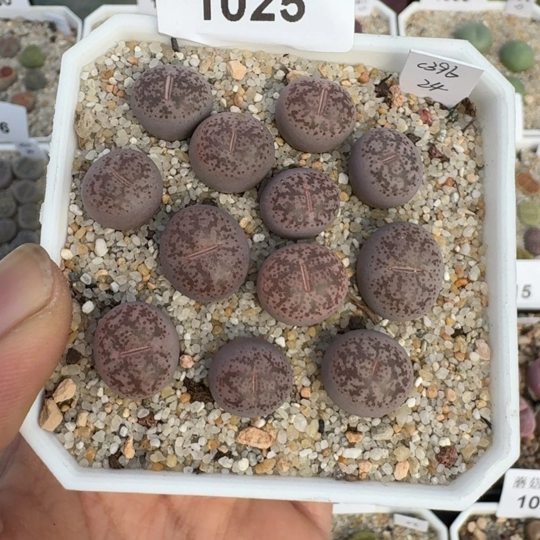 蘑菇蘑菇1025彩研玉