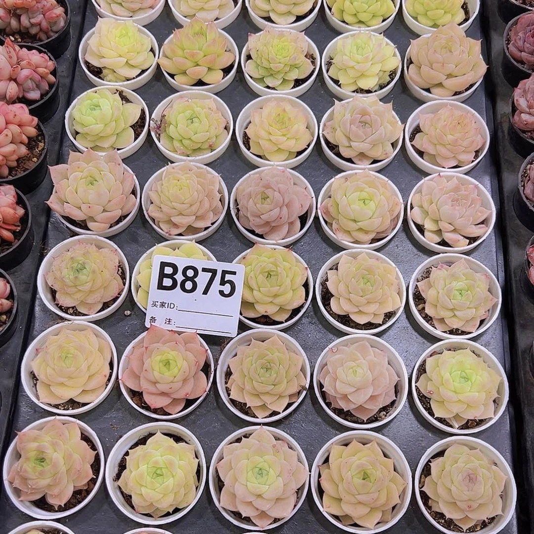 875麦杆样品19包邮