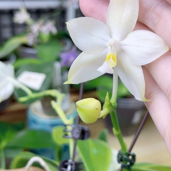 完全开放42237-叶白-1561