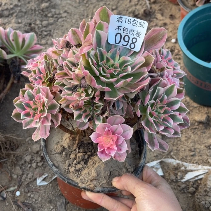 098粉女巫手捧2号