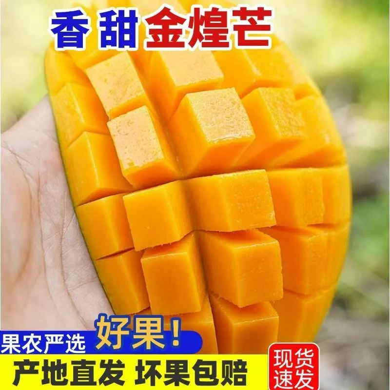 【催熟食用】正宗海南金煌芒大芒香甜可口新鲜应季水果c