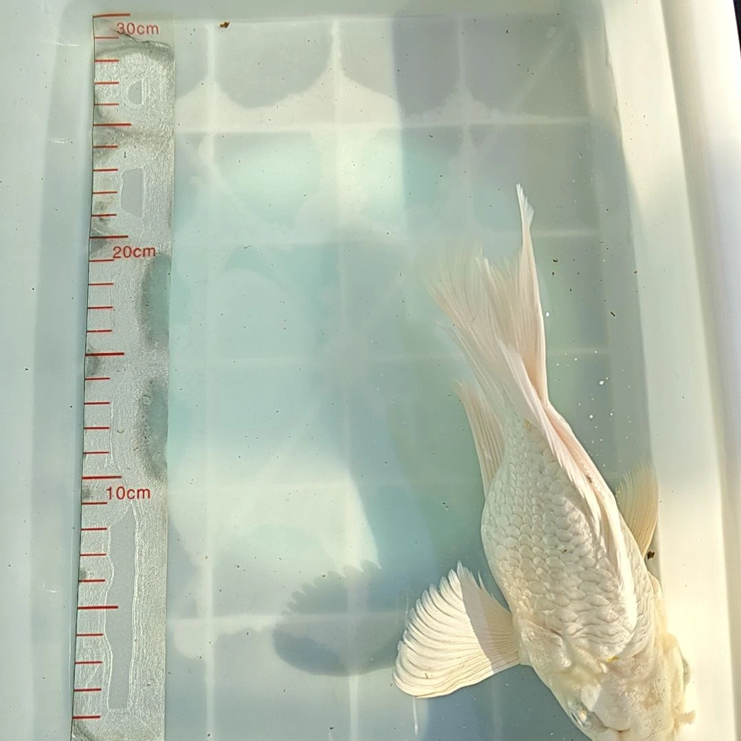 中国大陆冷水观赏鱼蝴蝶鲤