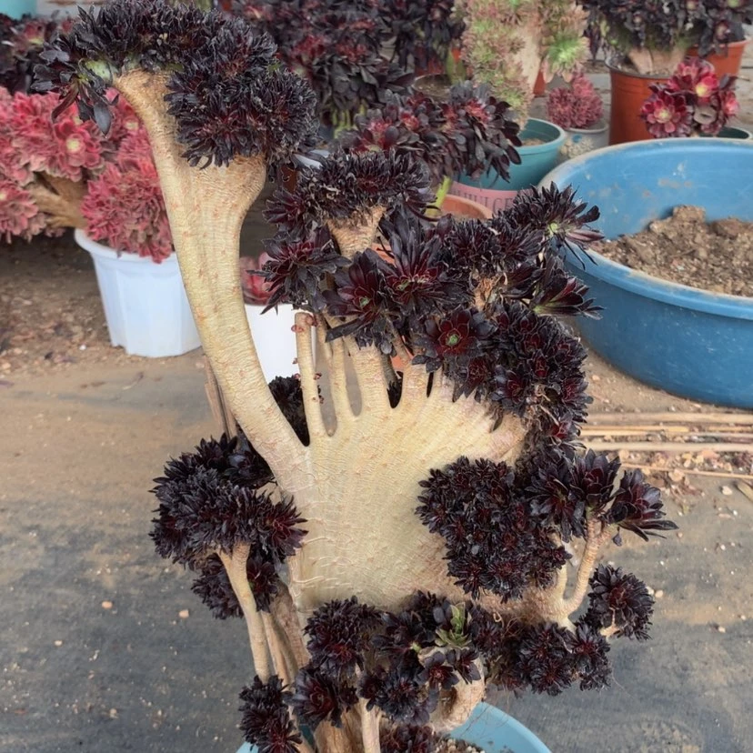 【闪购商品】L****u特价不售后789