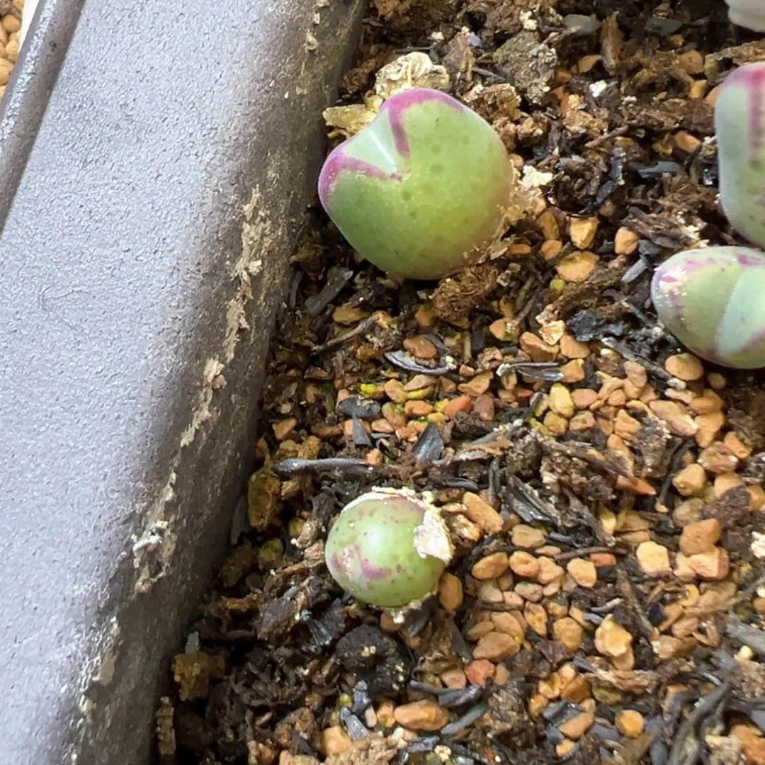 茳**姐专拍专拍 肉锥植物