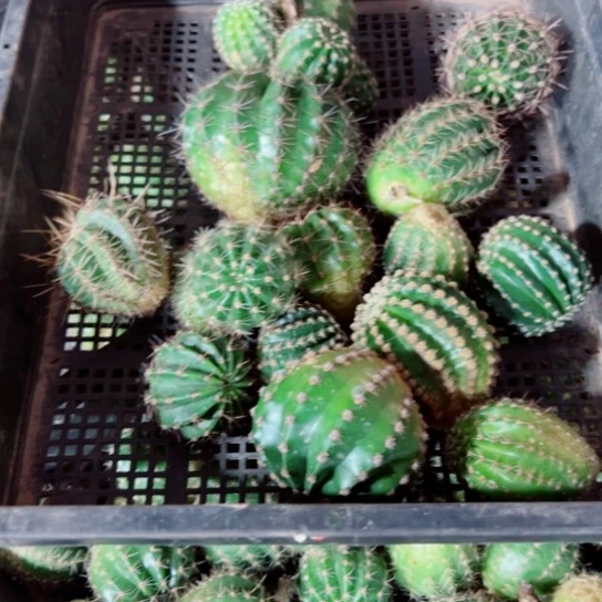 下53框拍歪斑丑小无根侧芽无售后