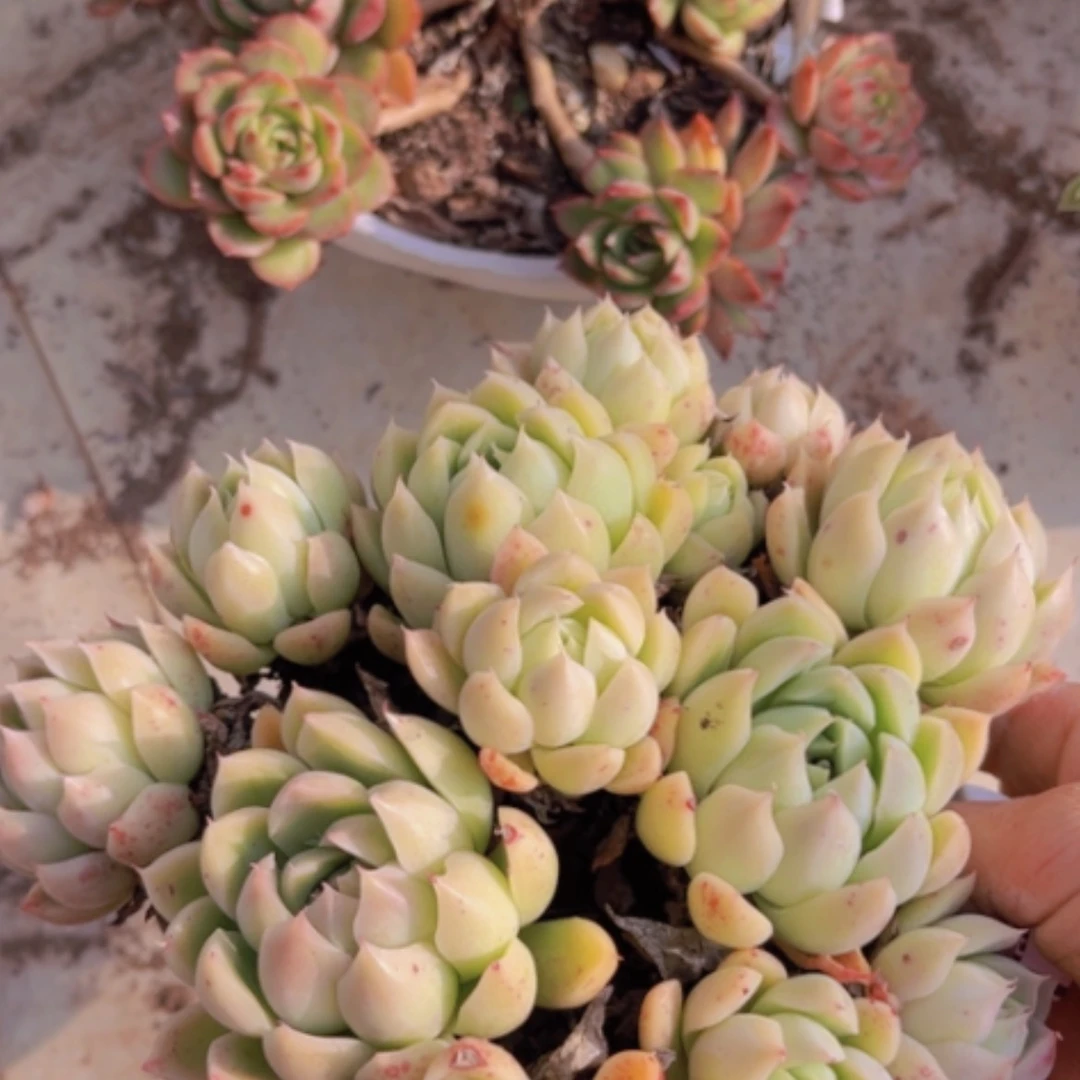 【闪购商品】麦秆05257