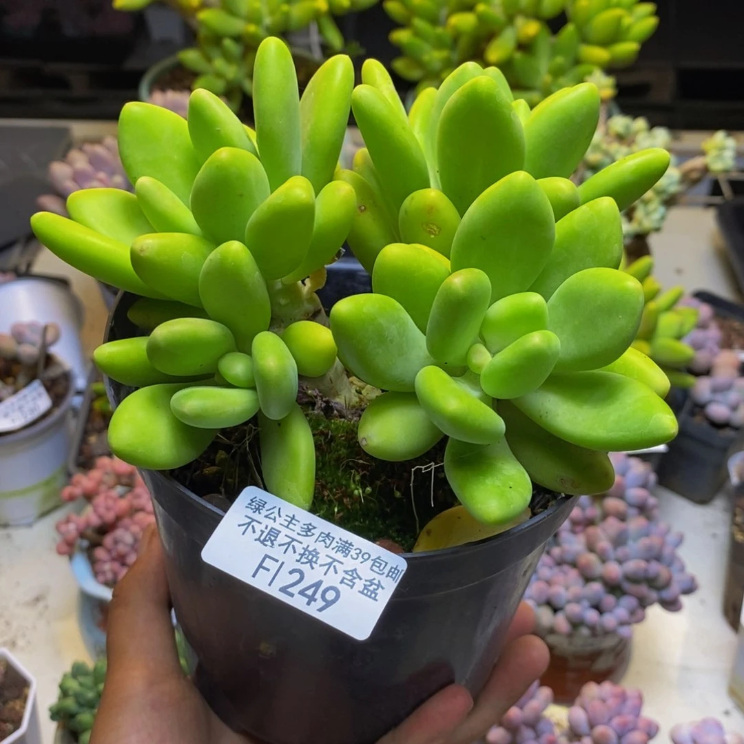 249金蟾芒果奶多肉11cm