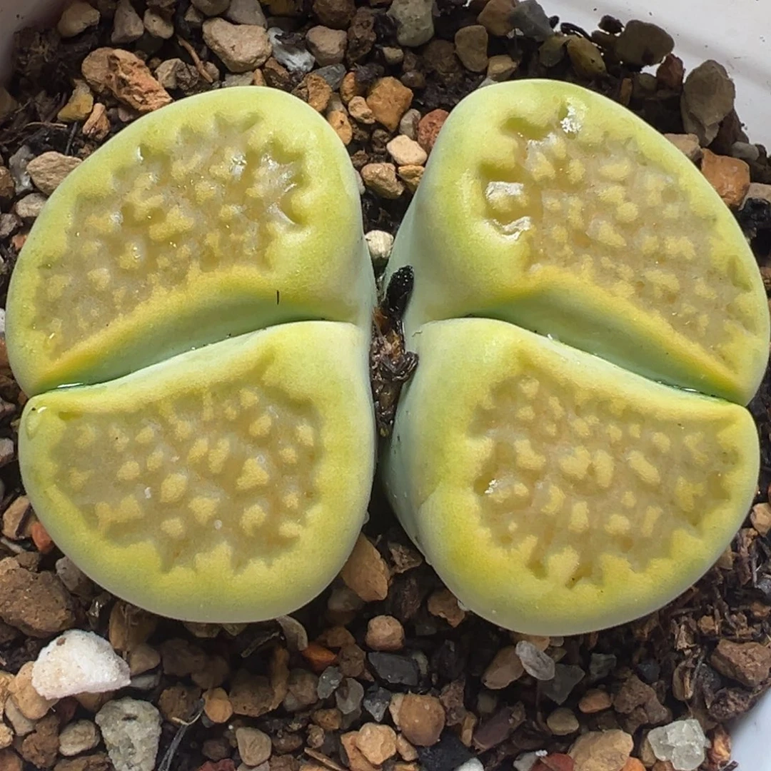 黄金巴黎多肉植物百科