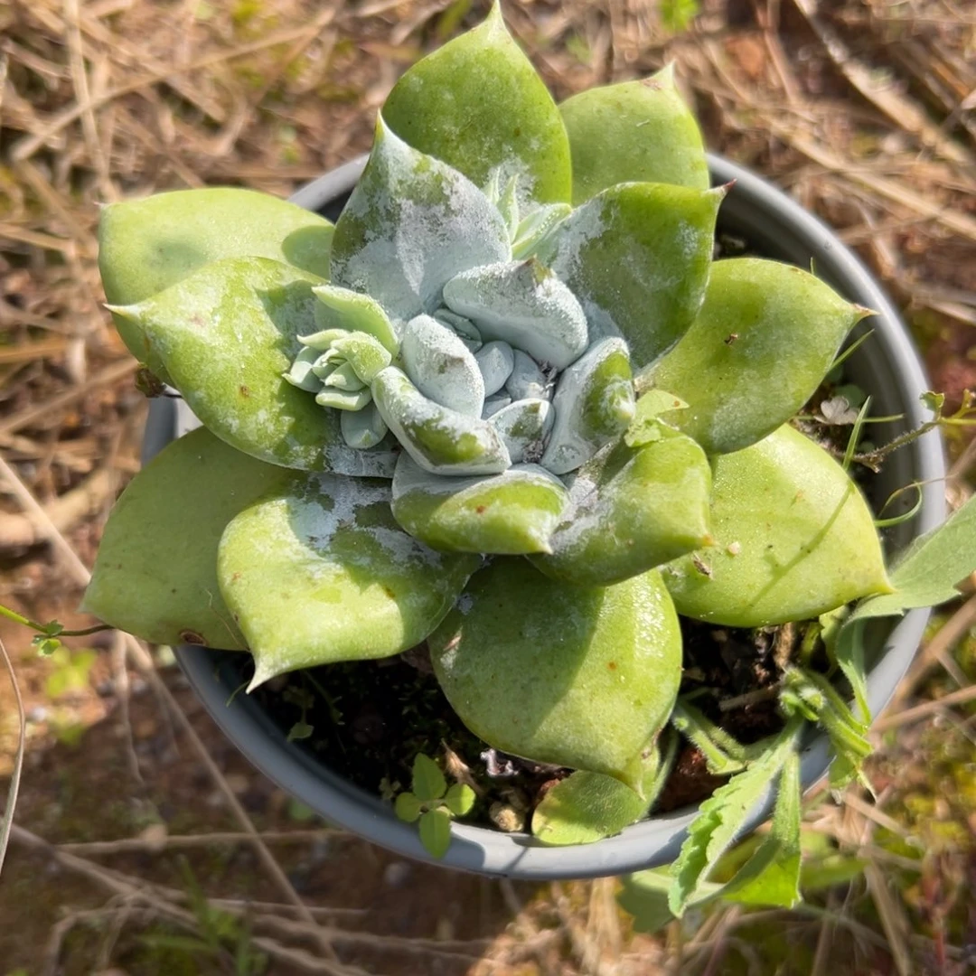 拇指杂～一物一拍908