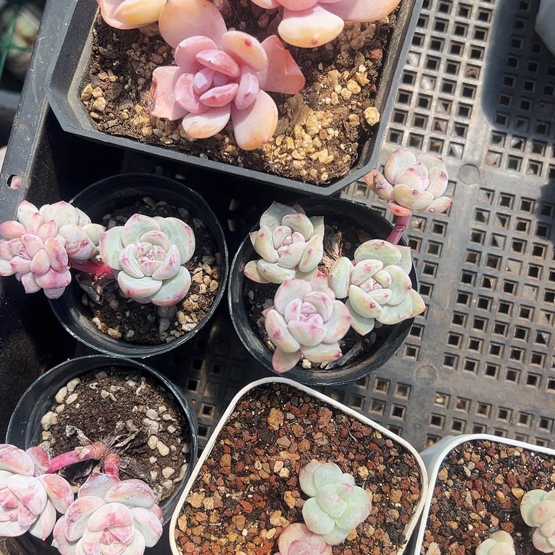 溪多肉溪专拍6颗一起