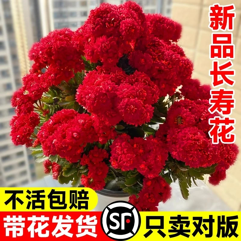 红色长寿花盆栽带花苞重瓣大花苗阳台花卉绿植物室内好养四季开花