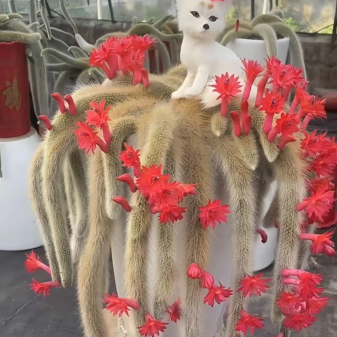 【无根九尾狐】仙人球绿植盆栽