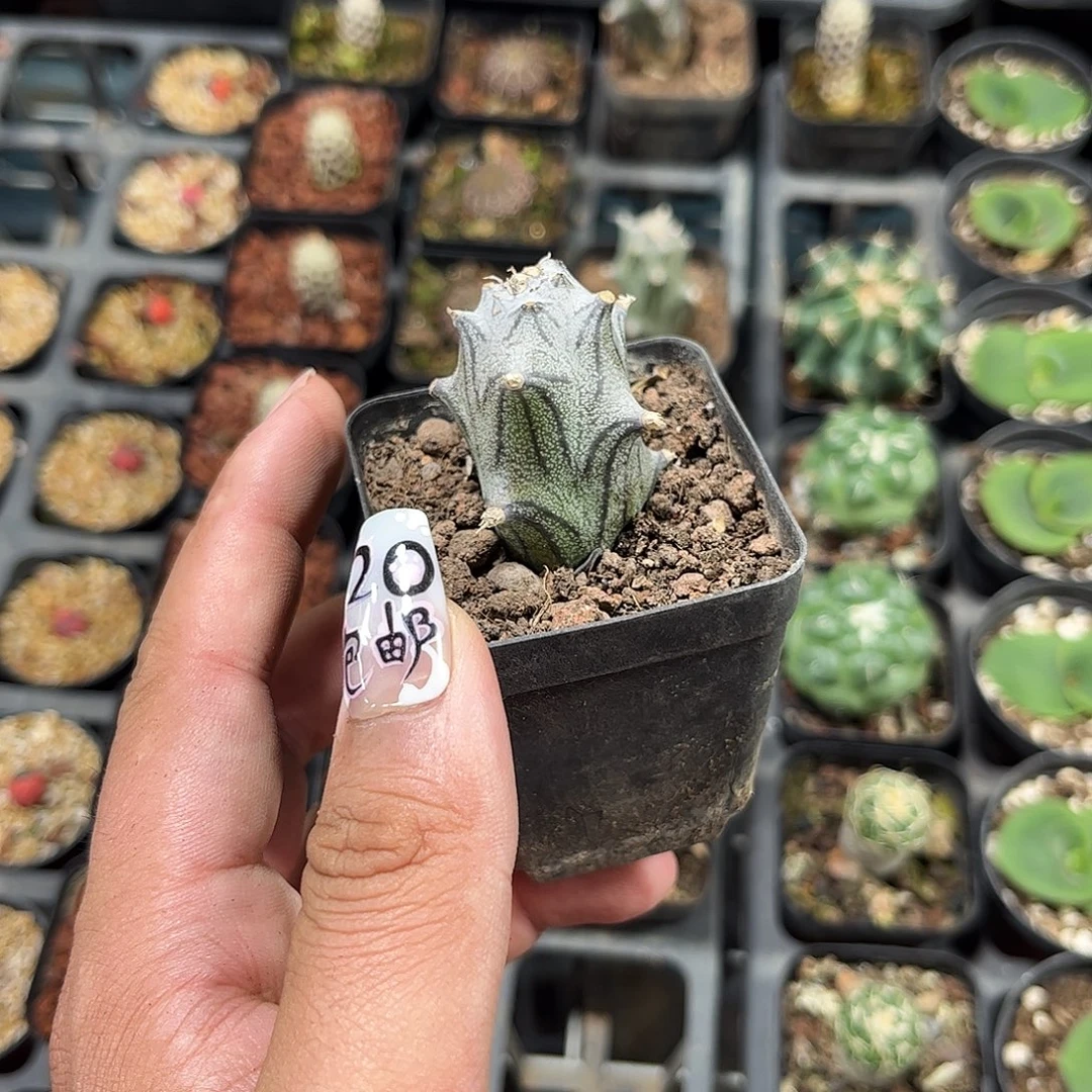 普西丽菊单头发货