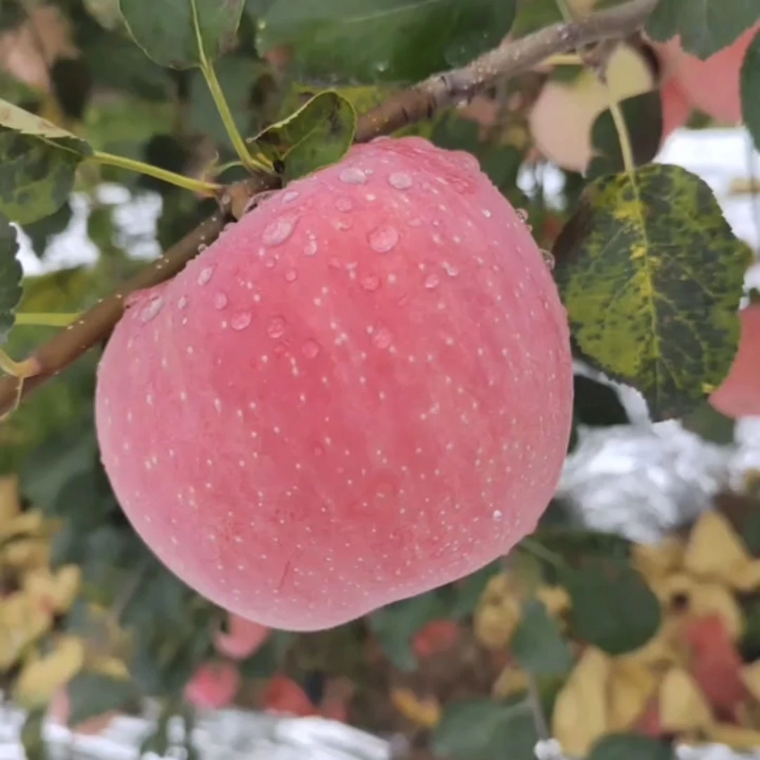【405984-03】正宗山西吉县红富士苹果原产地直发