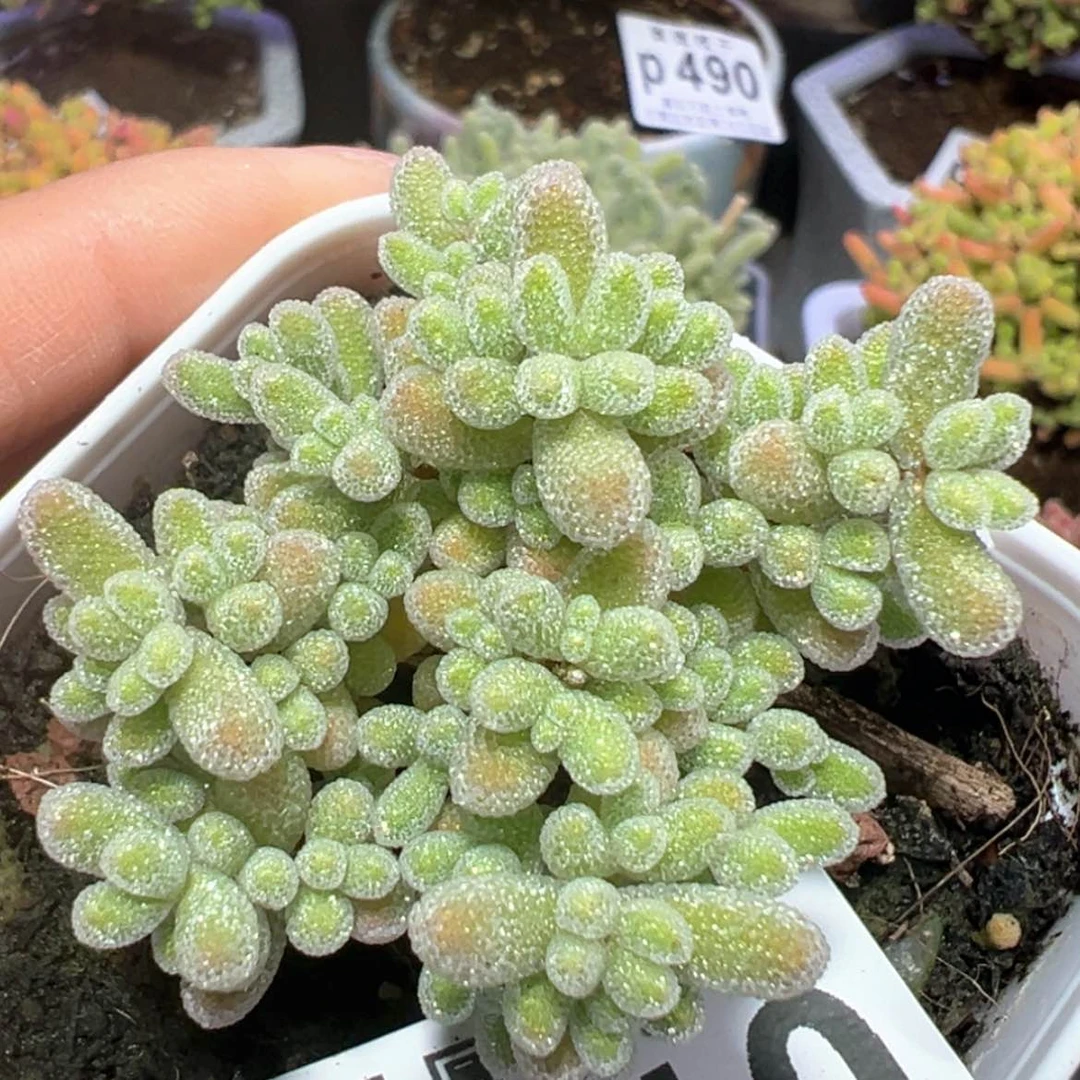 【闪购商品】p410实生冰晶杂盆口6cm