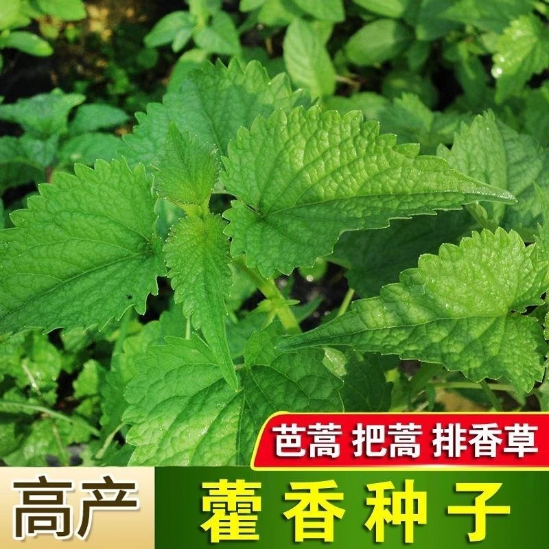藿香种子食用藿香盆栽原土霍香苗五香叶鱼香阳台盆栽庭院蔬菜种子