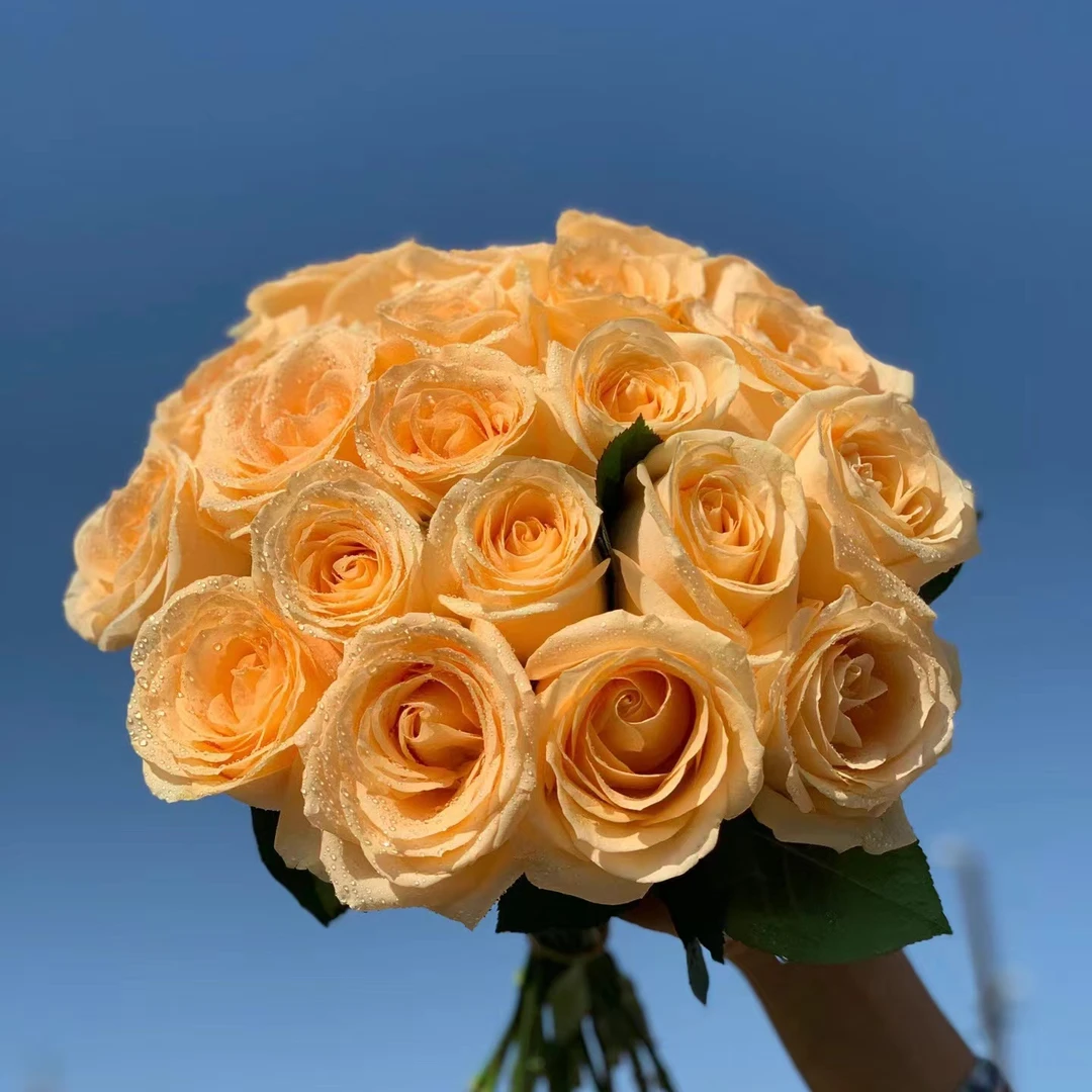 套餐11【艾莎 香槟 洋桔梗】云南基地直发（0度以下拍保温棉）