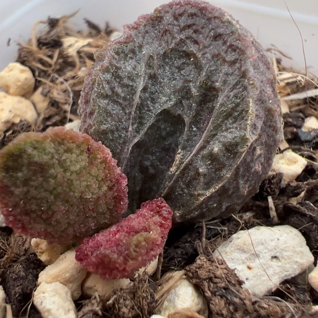 狂野乱纹实生新品大苗多肉植物