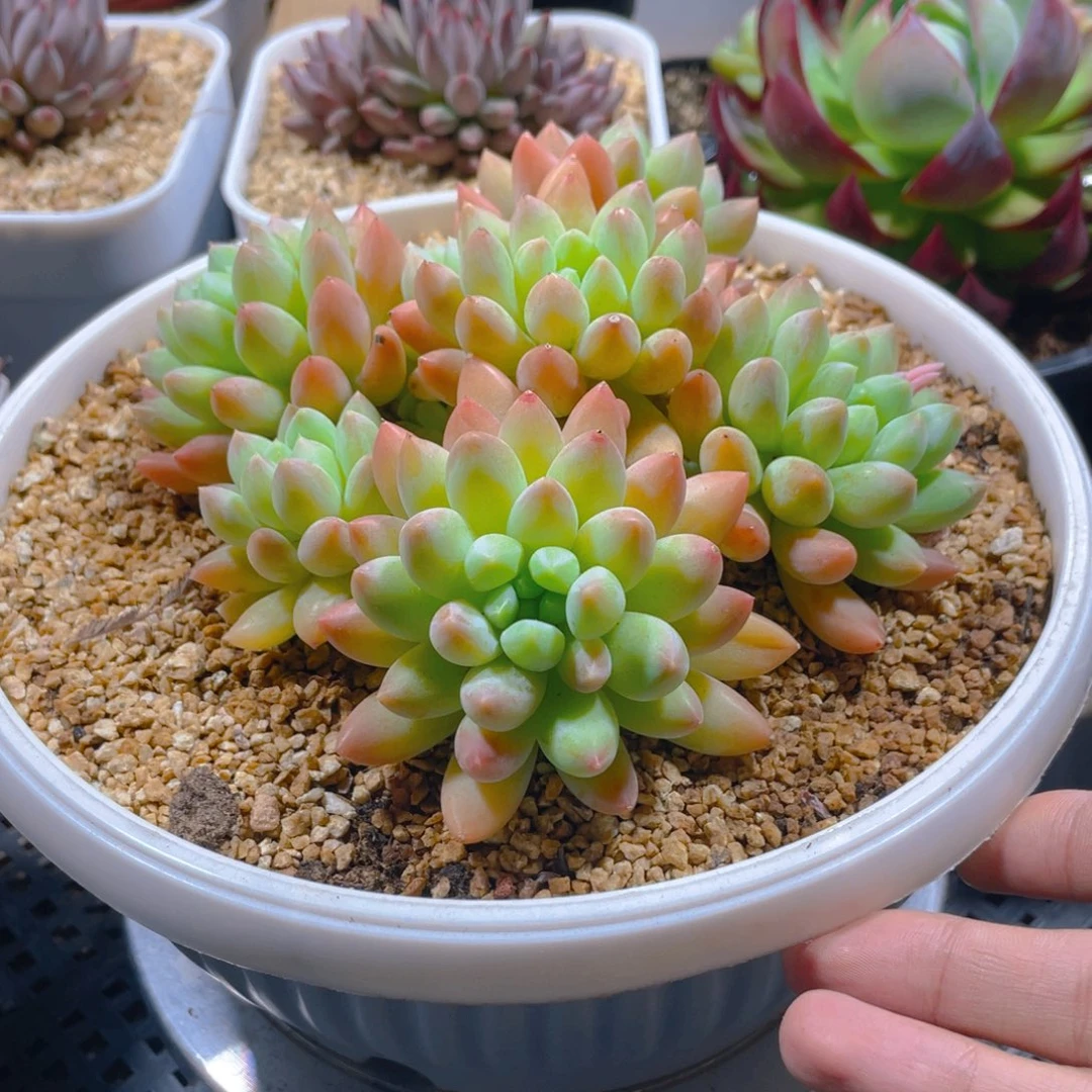 不知名美肉多肉植物一棵