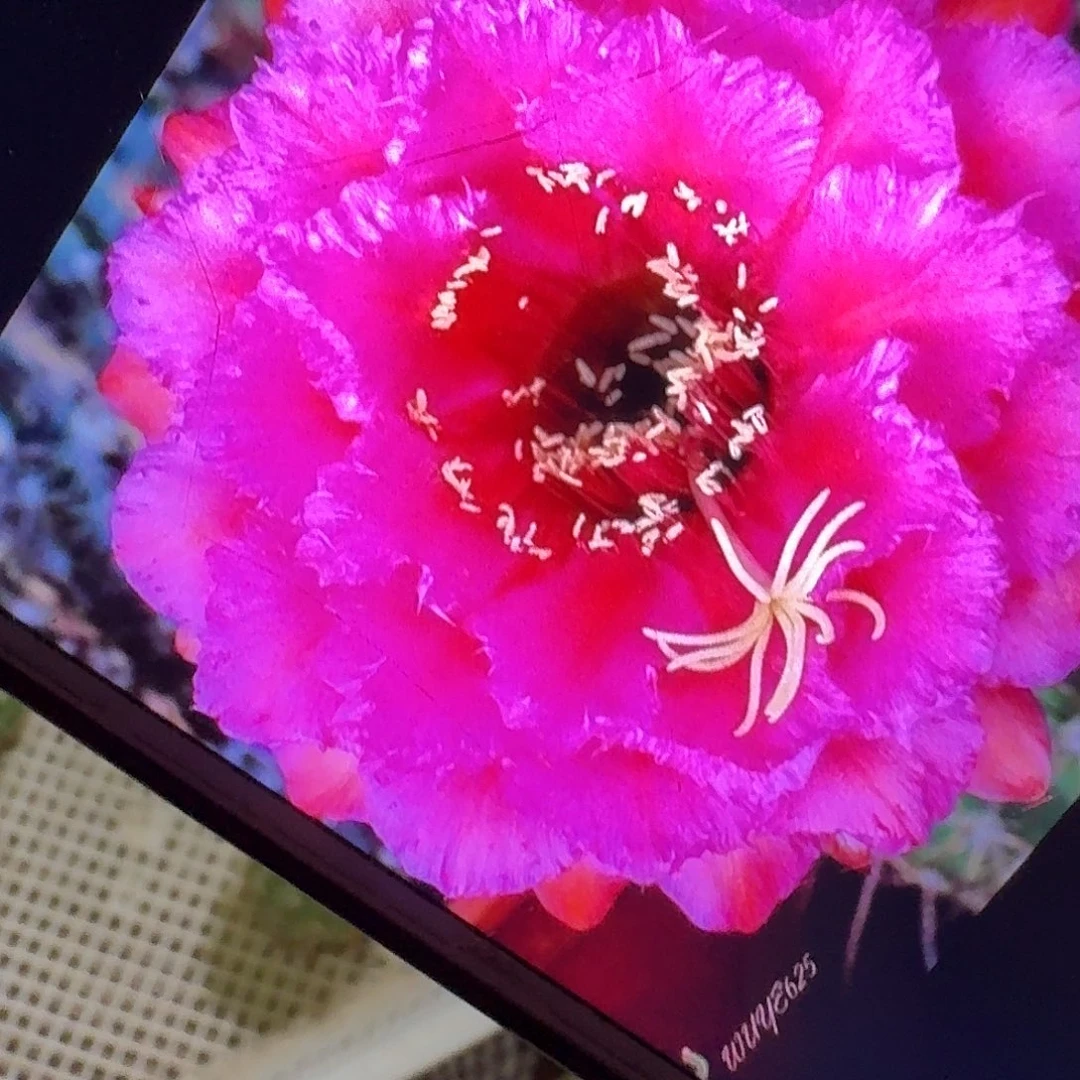 流苏侧芽5公分毛花柱仙人球