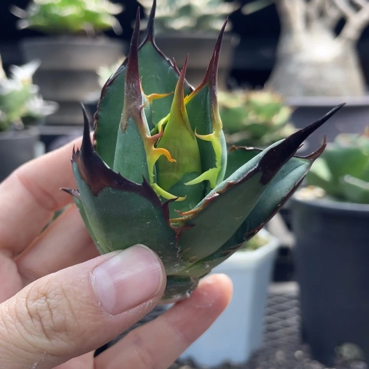 【闪购商品】野二代 顶芽