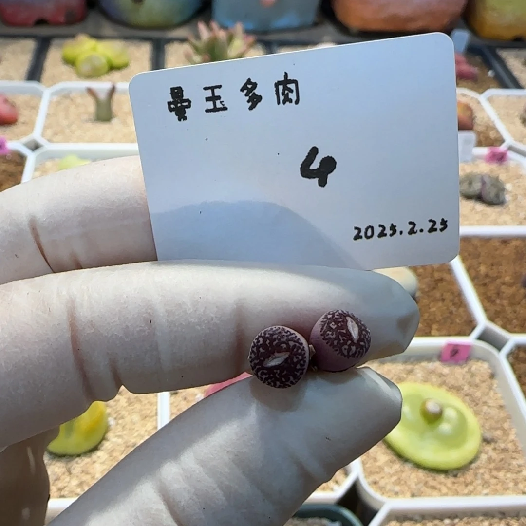 丁*多肉多肉多肉2.25-004