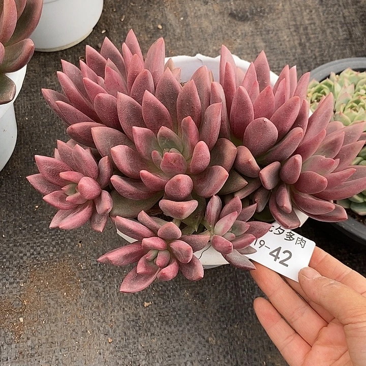 小七夕多肉桃花源42