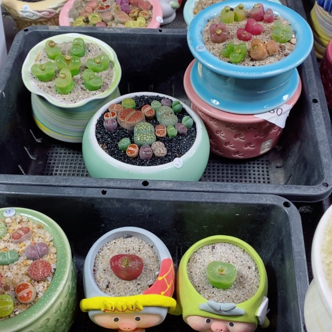 Z****6生石花花花花花花163号