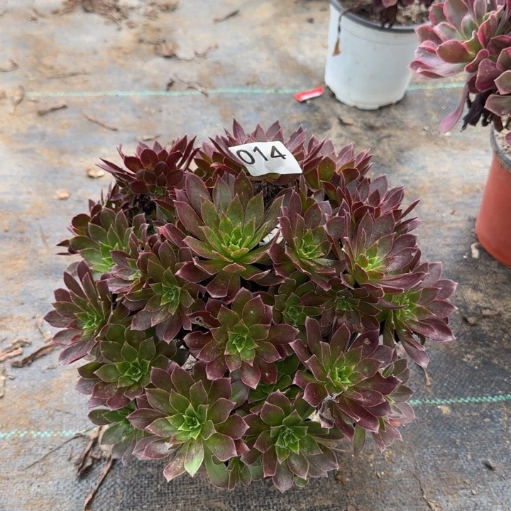 014两单包邮。 凤凰。