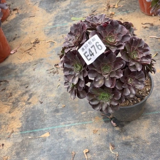 476枚金玫瑰不包断枝