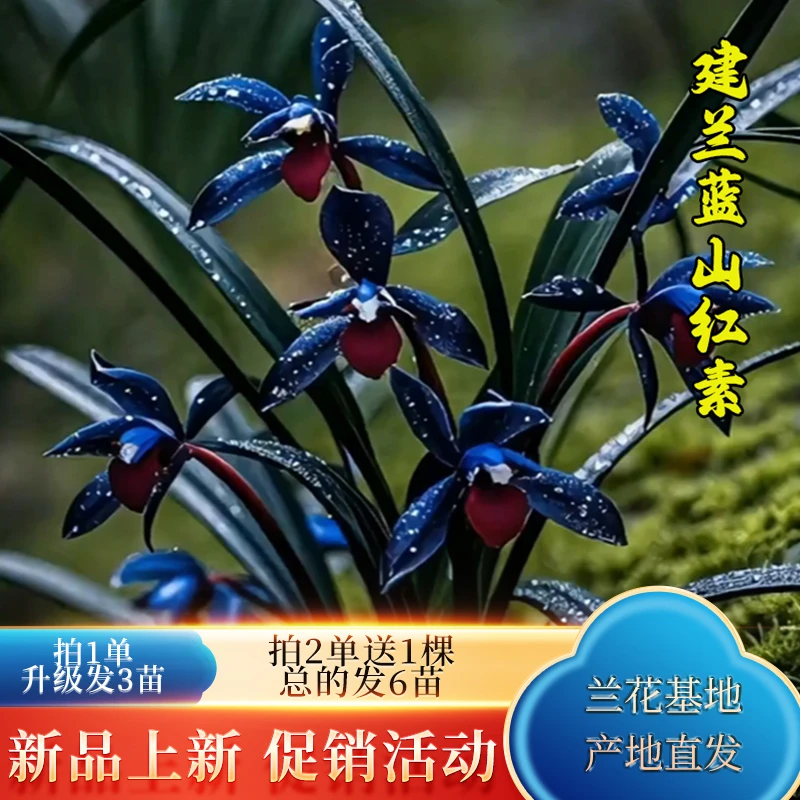 兰花苗新品建兰【蓝山红素】国兰好养浓香花卉兰草盆栽 花开包对版