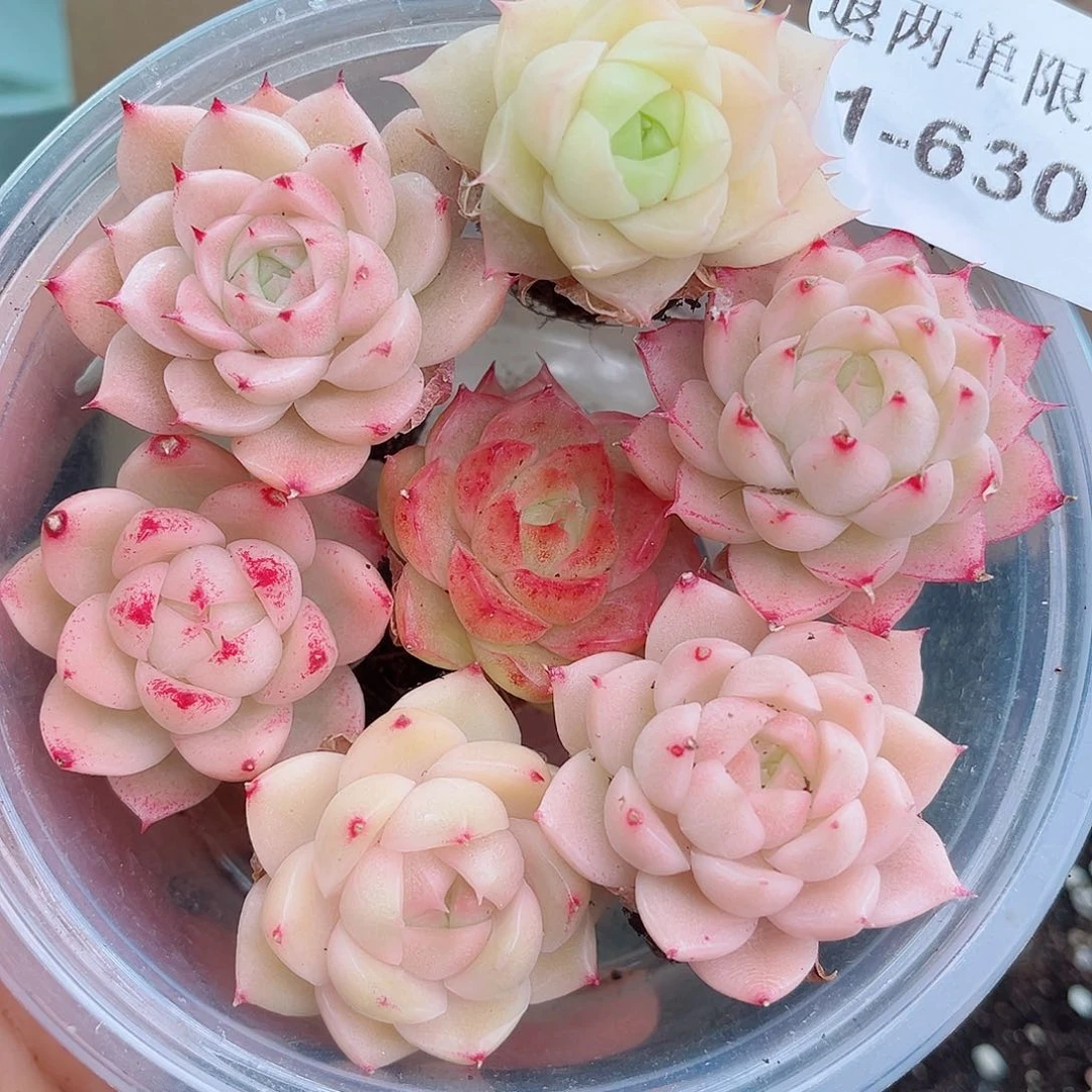 1-630 新疆西藏内蒙不发12.8包邮2-3公分多肉