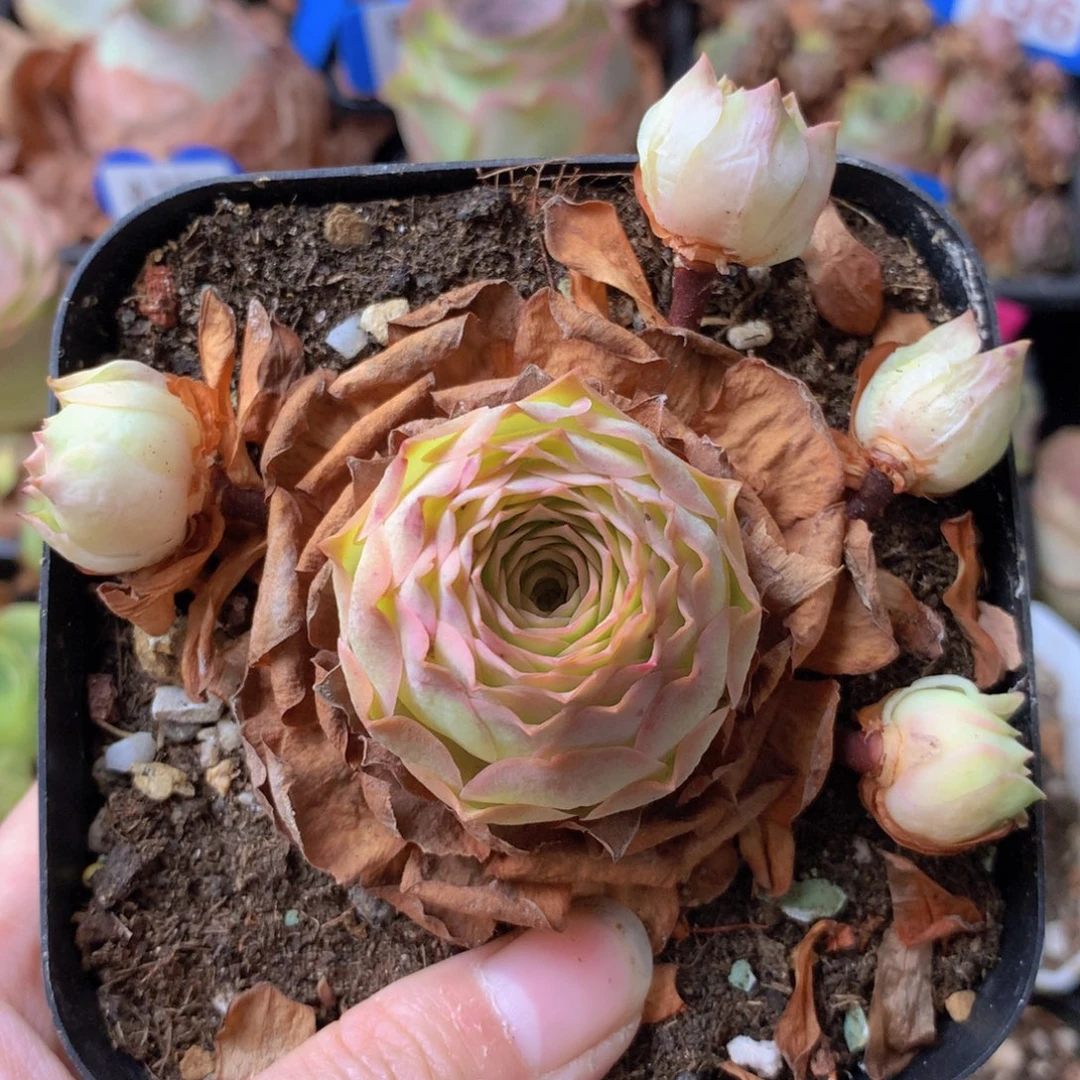 一物一拍星辰福利520
